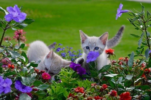 Spring Time Cat Spring Time Cat
