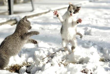 Kittens
