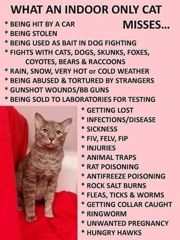 Cat Dangers