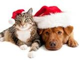 Christmas Pets