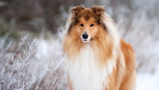 Christmas Collie Christmas Collie