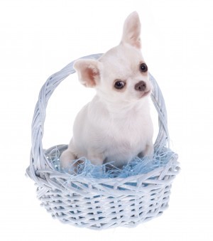 Spring Doggie