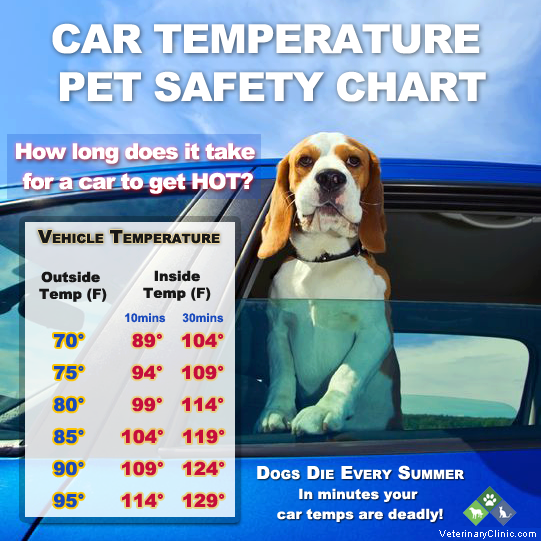 Pet Safety