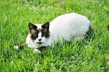 Summer Cat